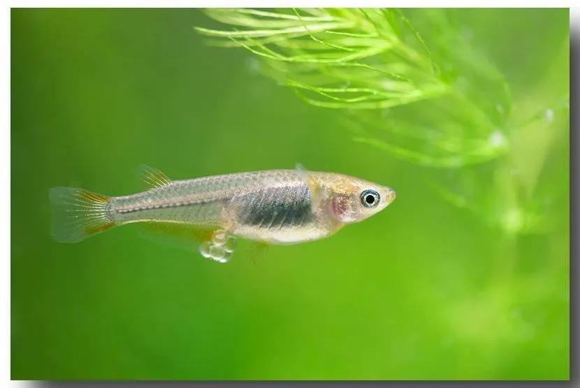 メダカも参った!?今夏の酷暑